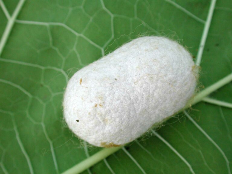 Bachicoltura