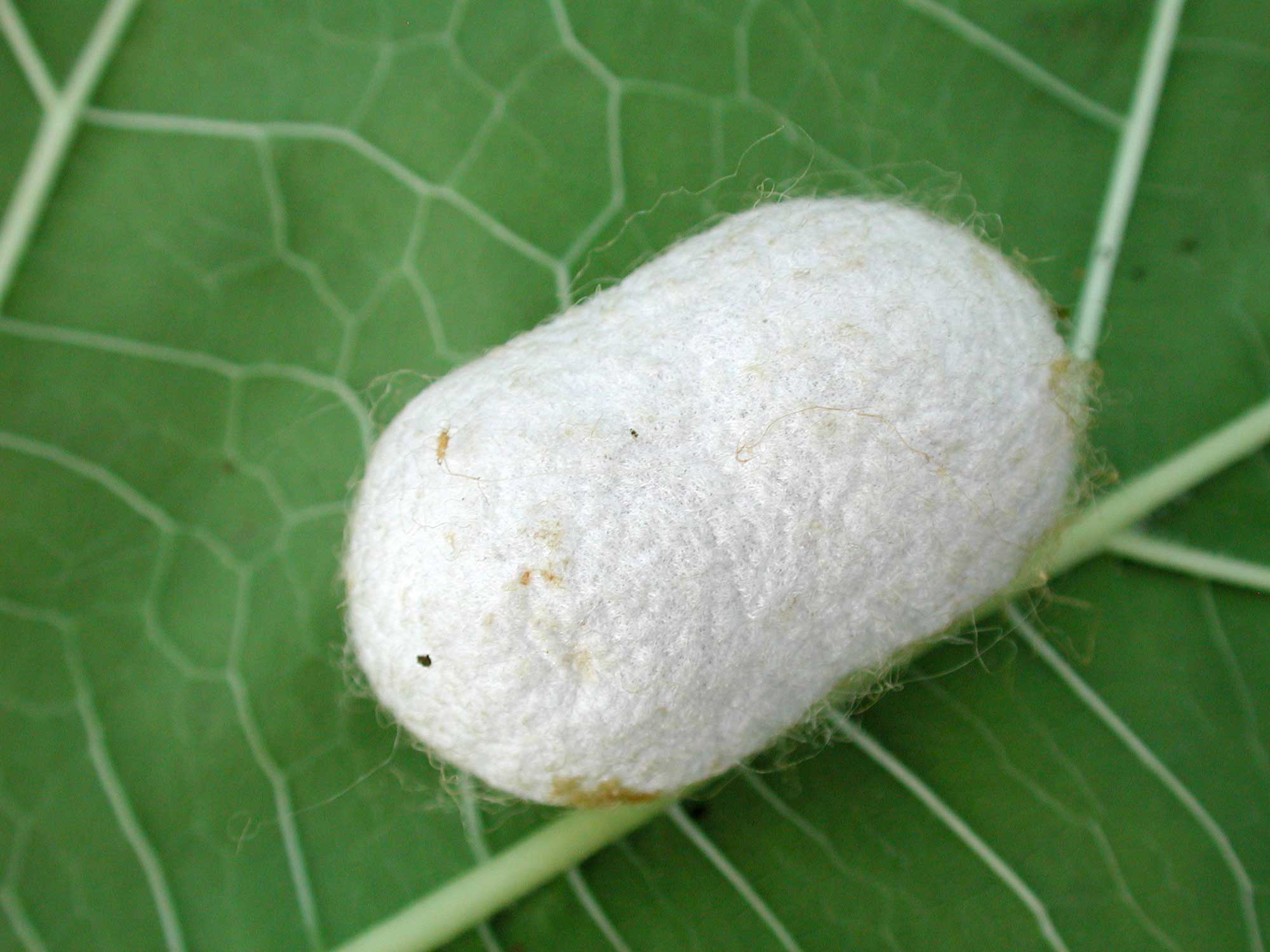 Bachicoltura Bachicoltura