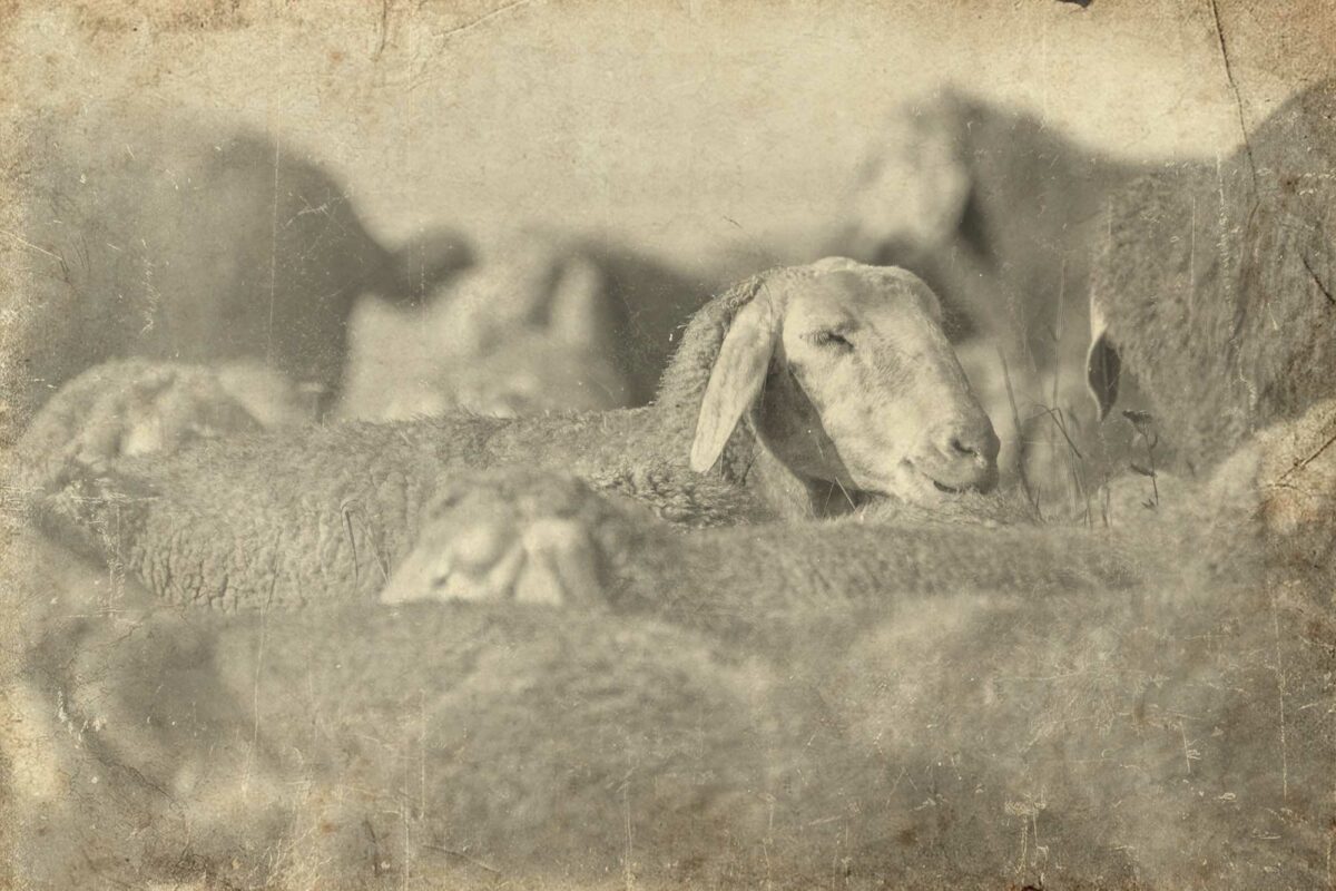 L'allevamento ovino